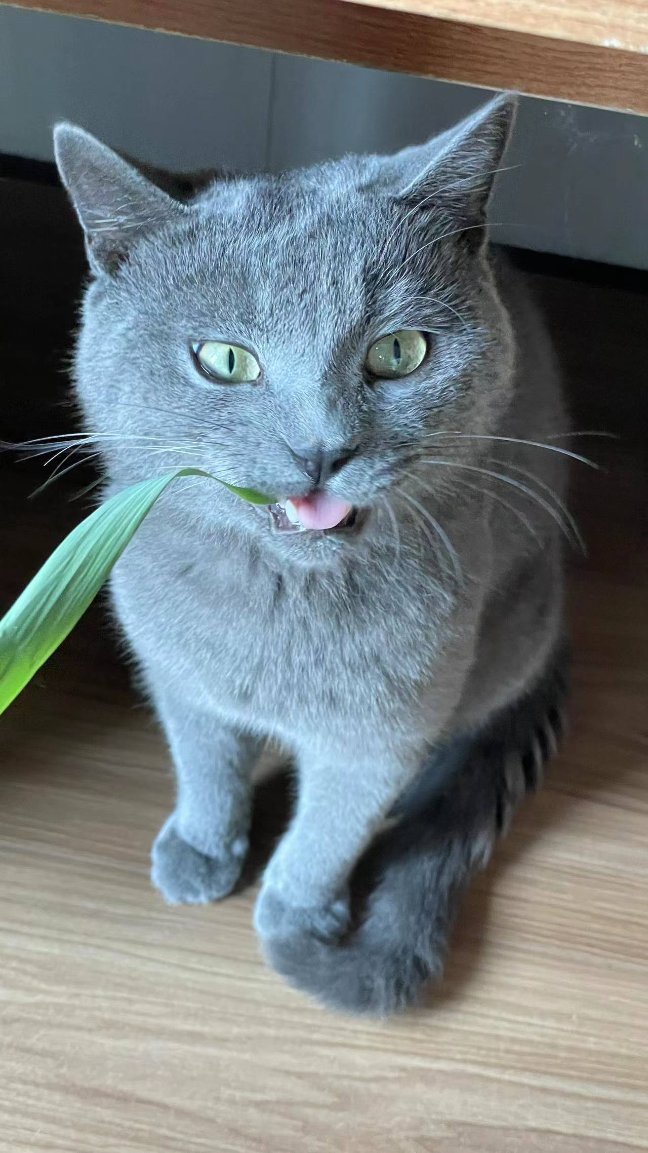 可愛(ài)搞怪小貓.jpg 可愛(ài)搞怪小貓.jpg